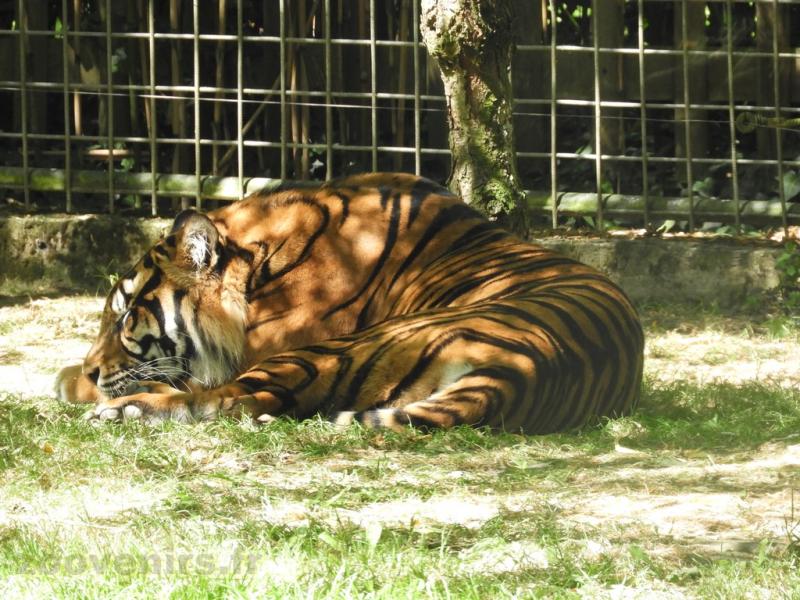 Tigre de Sumatra - 2016