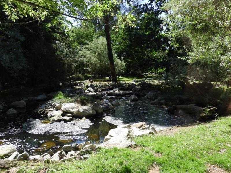 Tigre de Sumatra - 2016