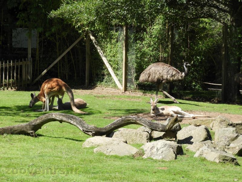 Kangourou roux - Emeu - 2016