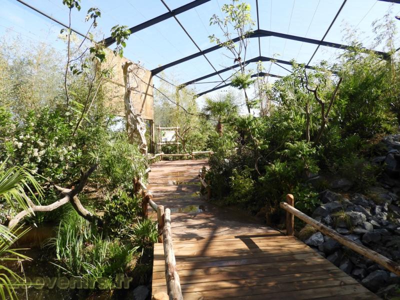 Loriquet à tête bleue - 2016