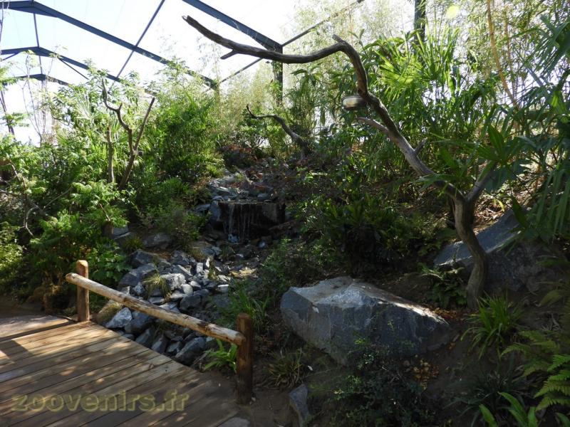 Loriquet à tête bleue - 2016