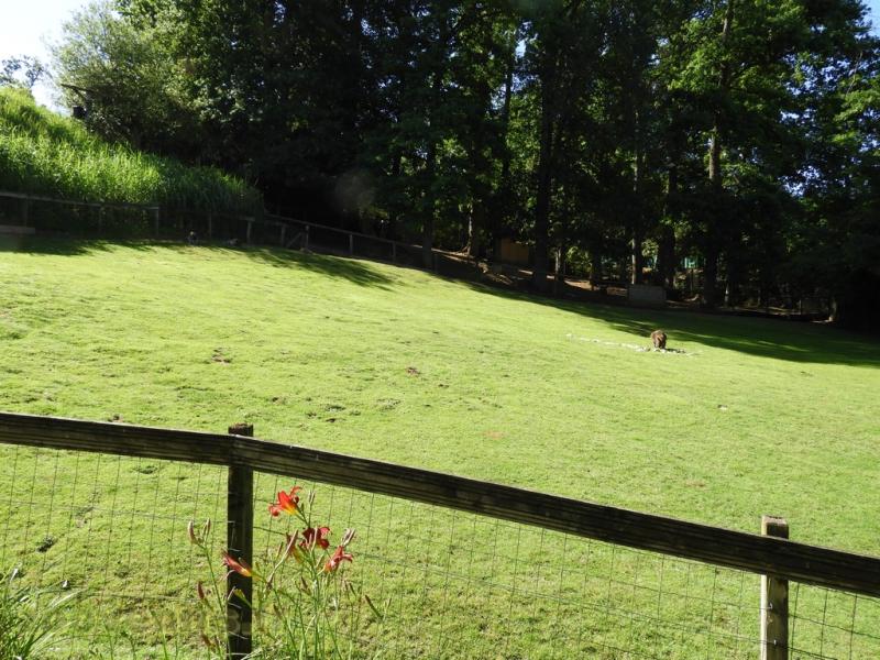 Wallaby de Bennett - 2016