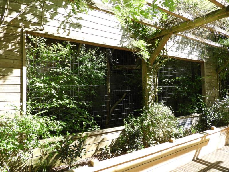 Chouette lapone - 2016