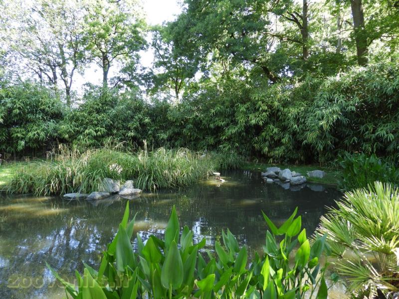 Grue demoiselle - 2016