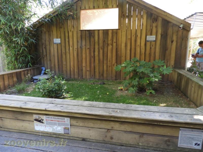 Tortue mauresque - 2016