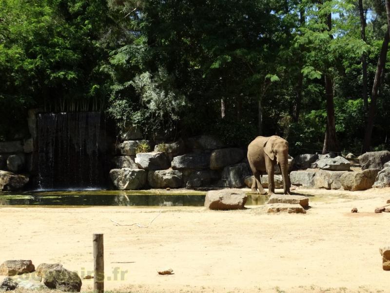 Éléphant d'Afrique - 2016