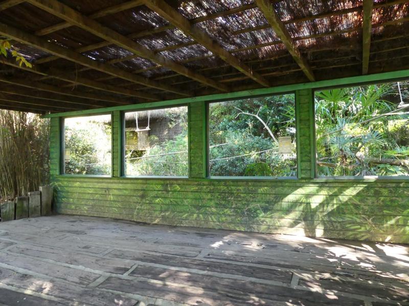 Touraco violet - 2021