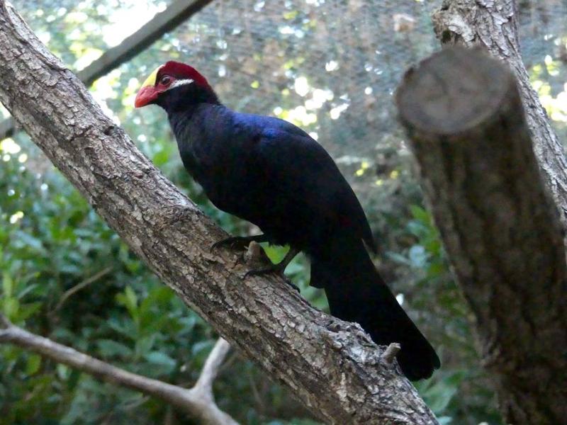 Touraco violet - 2021