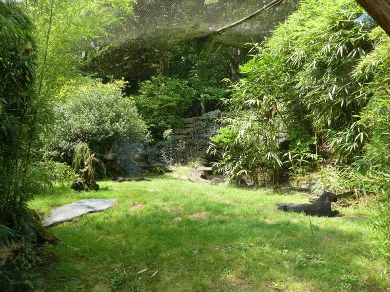 Panthère noire - 2021