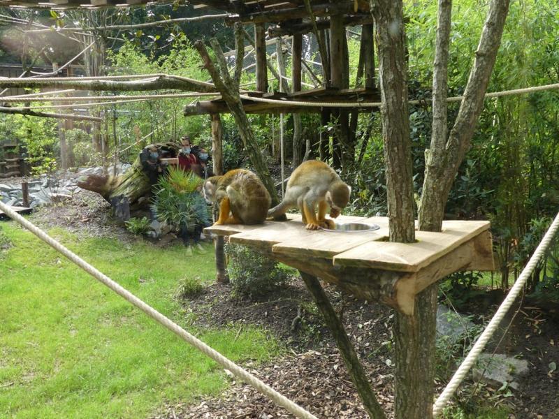 Saïmiri commun - 2021