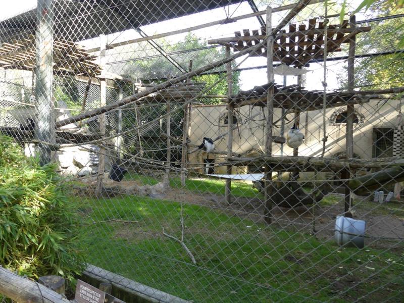 Colobe guéréza - 2021