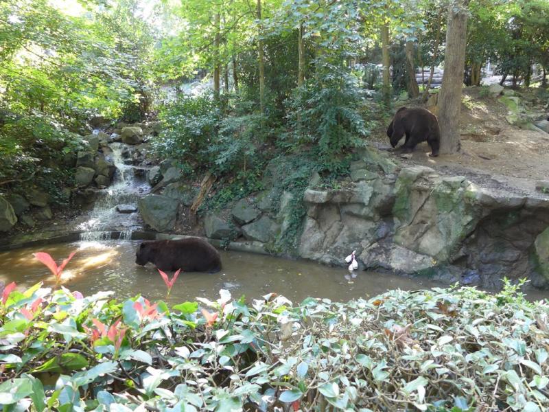 Ours du Kamchatka - 2021