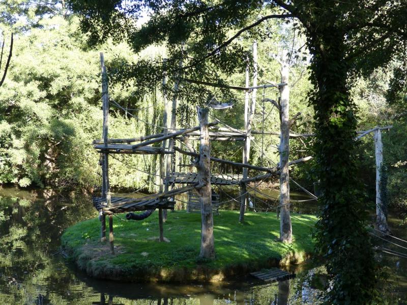 Atéle noir de Colombie - 2021