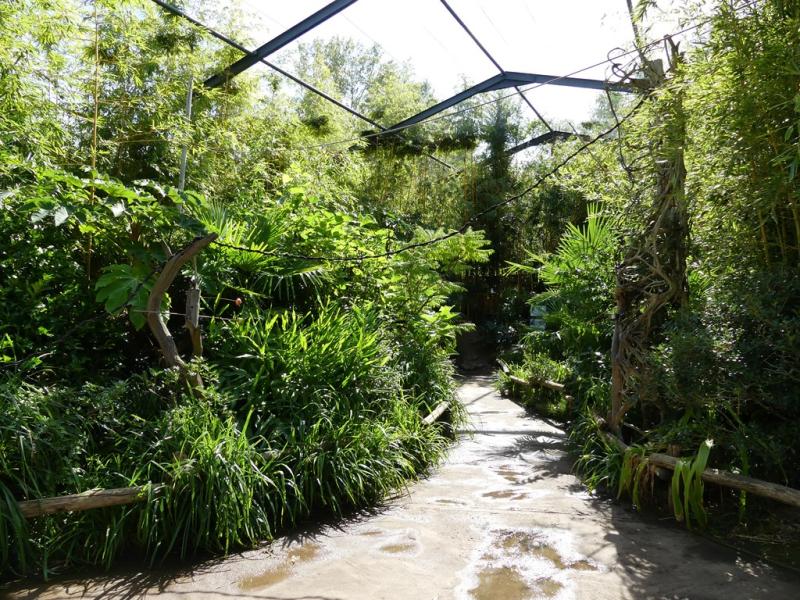 Volière australienne - 2021