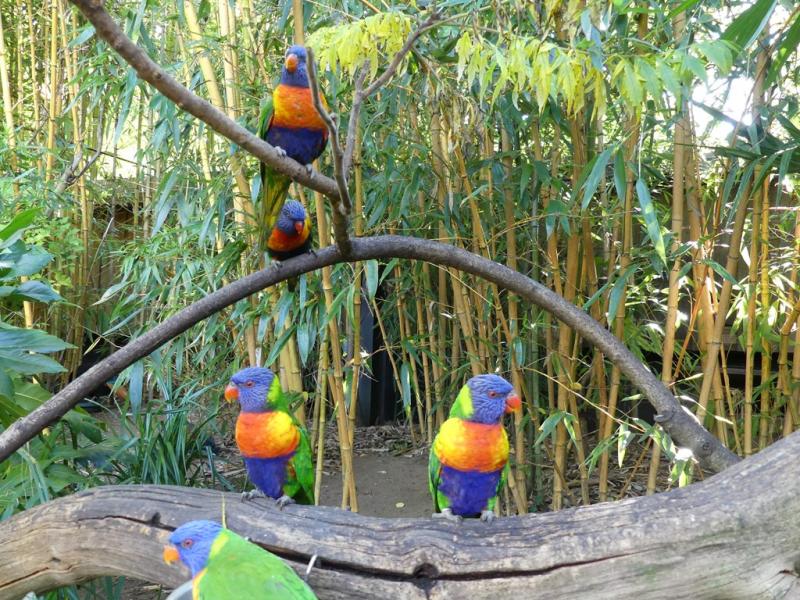 Lori arc-en-ciel - 2021