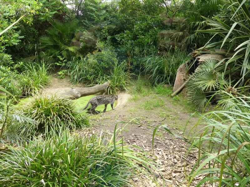 Chat pécheur - 2021