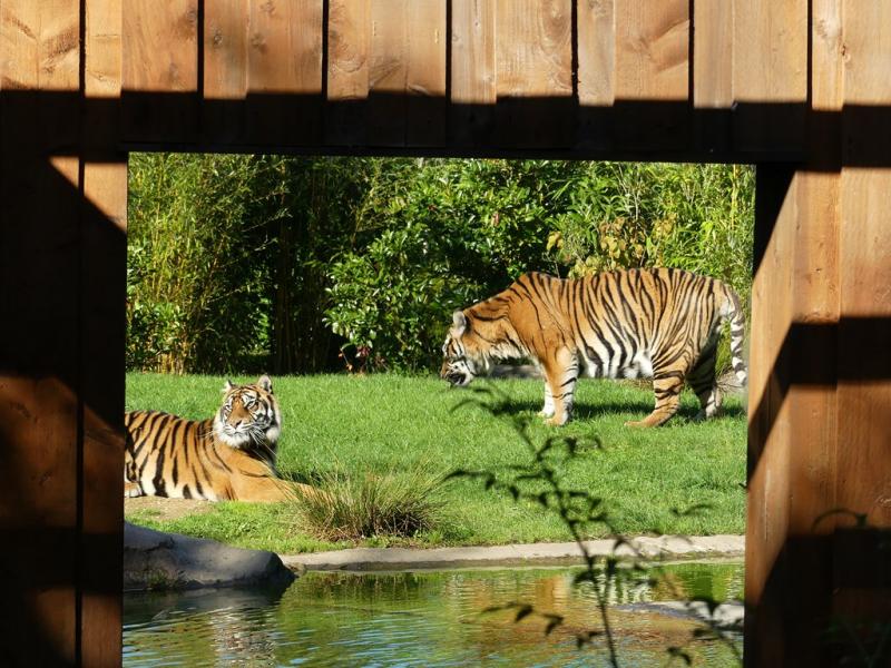 Tigre de Sumatra - 2021