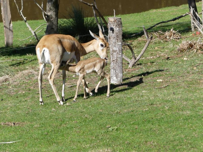 Antilope cervicapre - 2021