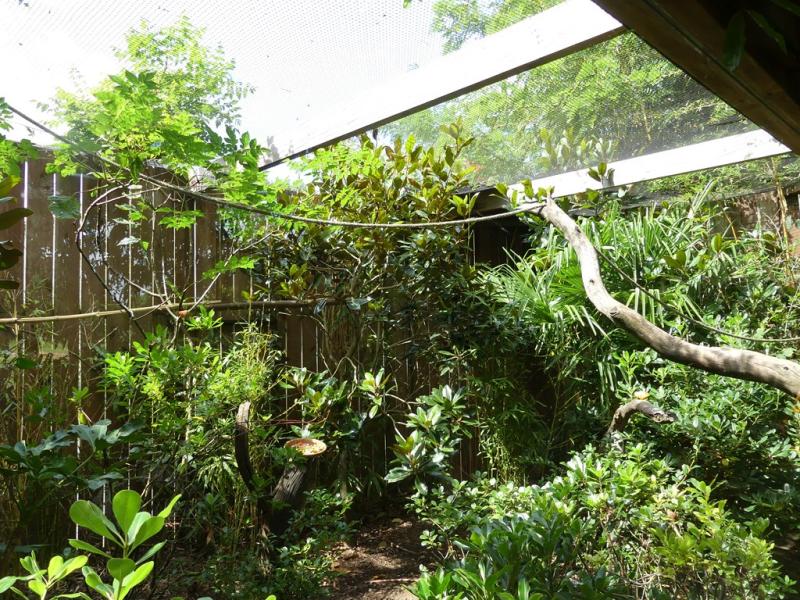 Étourneau de Rothschild - 2021