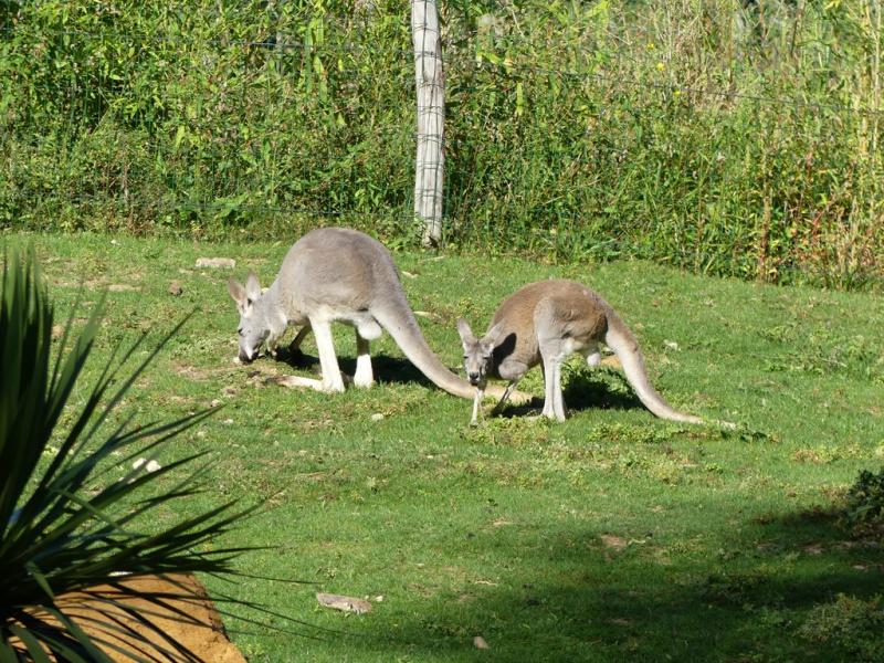 Kangourou roux - 2021