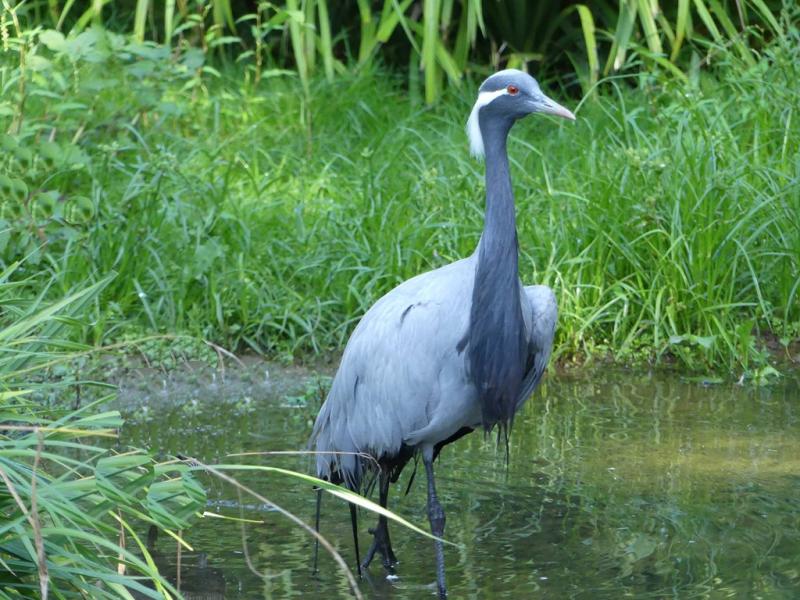 Grue demoiselle - 2021