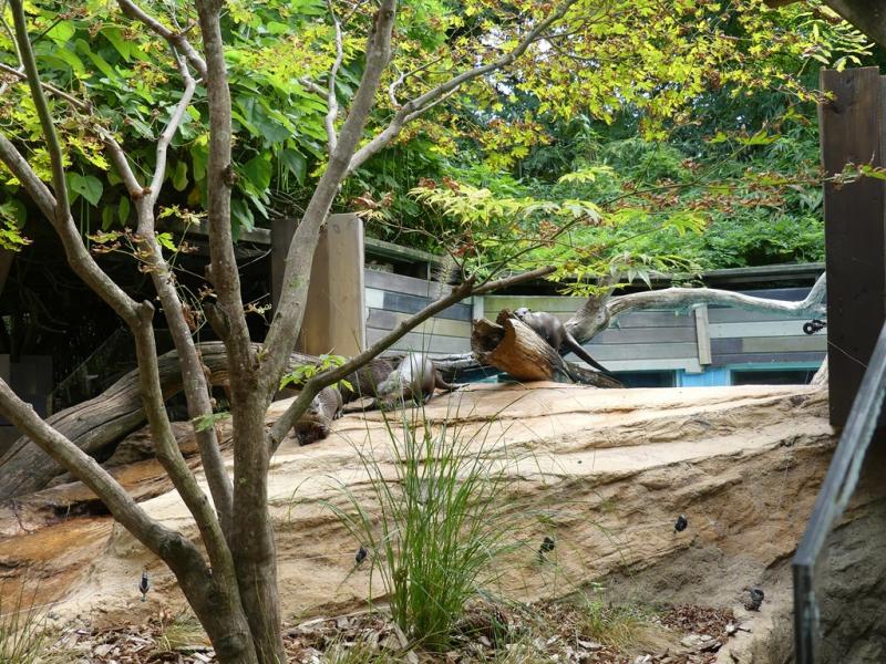 Loutre naine d'Asie - 2021