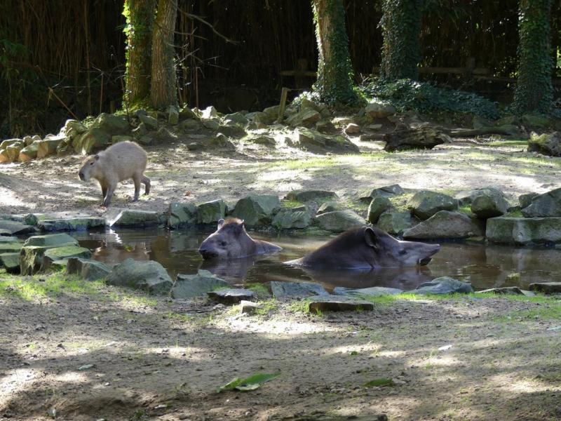 Pampa argentine - 2021