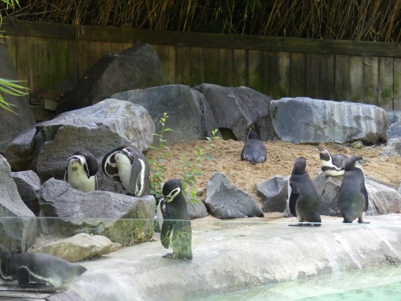 Manchot de Humboldt - 2021