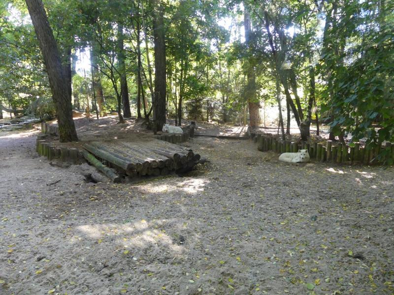 Loup arctique - 2021