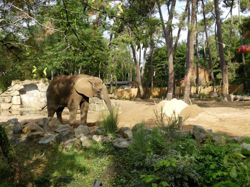 Eléphant d'Afrique - 2021