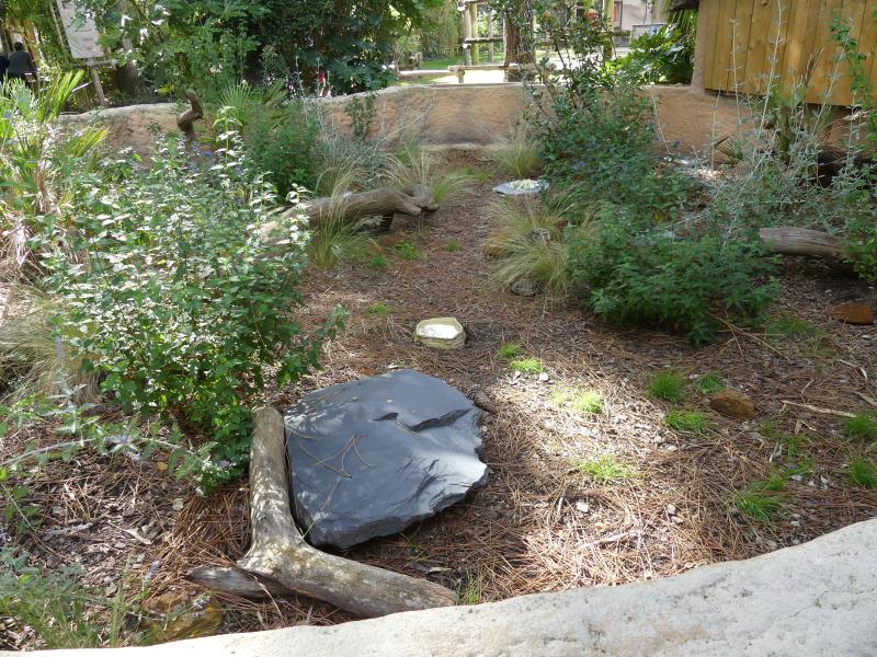 Tortue grecque - 2021