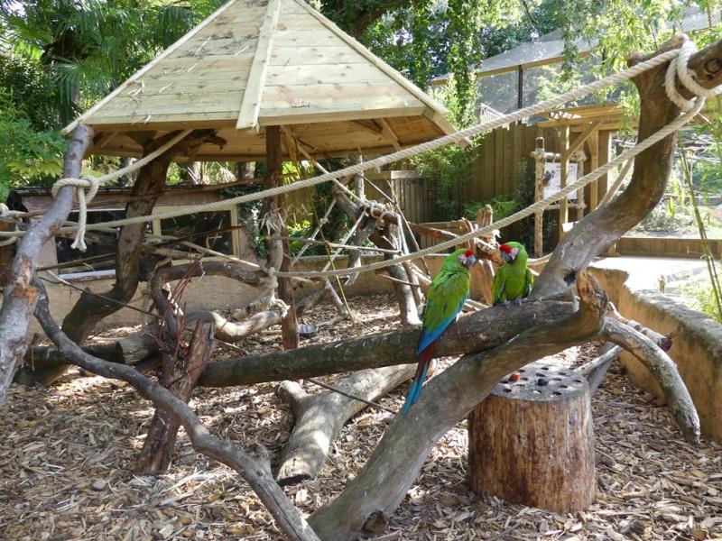 Ara militaire - 2021