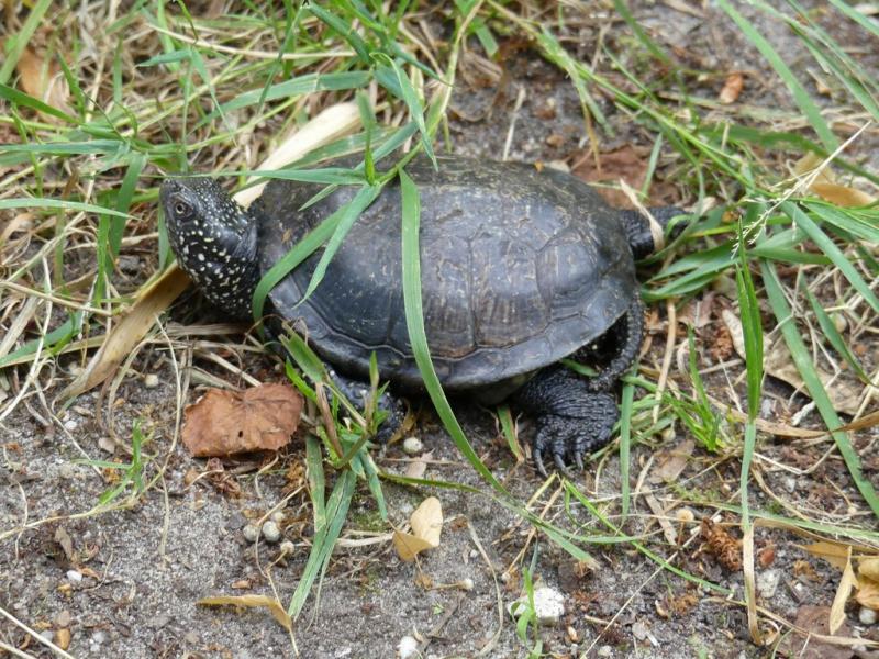 Cistude d'Europe - 2021