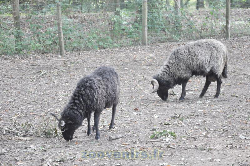 Mouton d'Ouessant - 2015