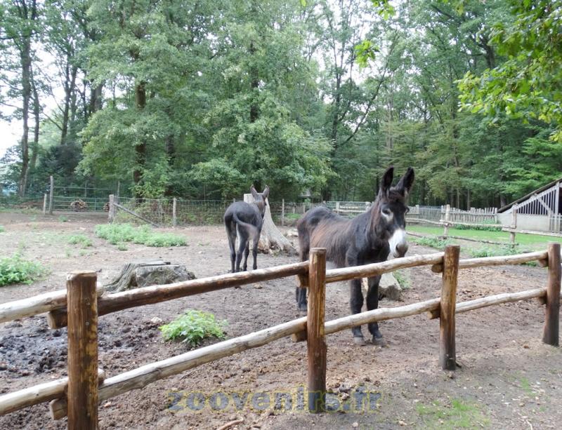 Baudet du Poitou - 2015