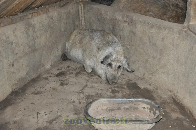 Cochon laineux - 2015