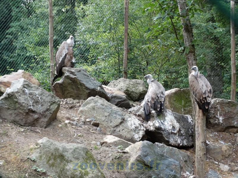 Vautour fauve - 2015