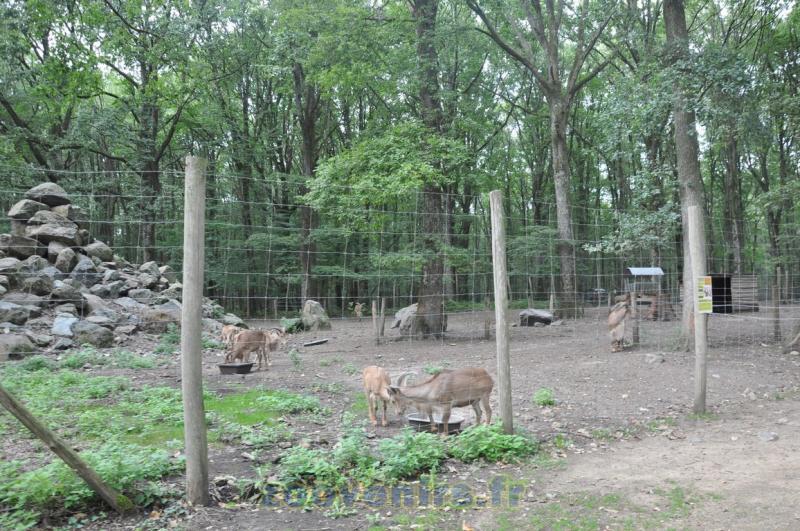 Mouflon à manchettes - 2015