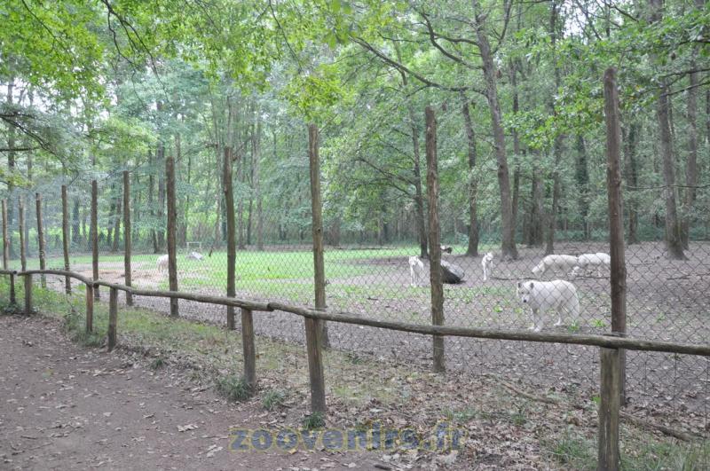 Loup arctique - 2015