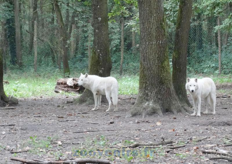 Loup arctique - 2015