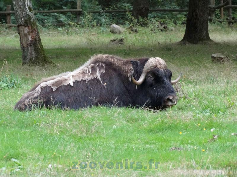 Boeuf musqué - 2015