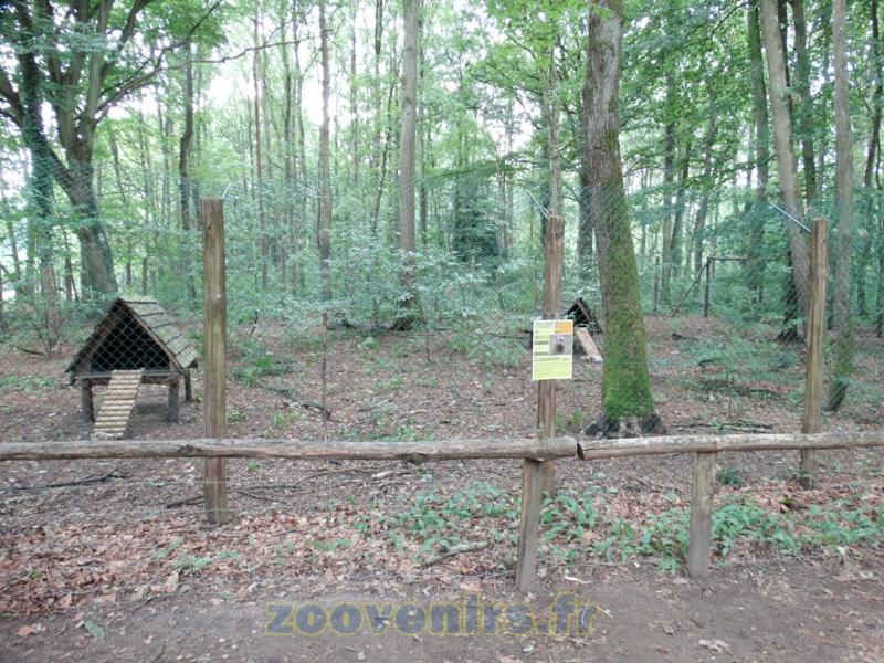 Chien viverrin - 2015