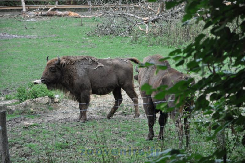 Bison d'Europe - 2015
