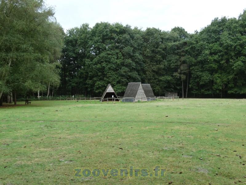 Wallaby à cou rouge - 2015