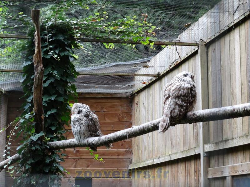 Chouette de l'Oural - 2015