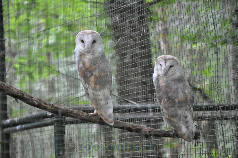 Chouette effraie - 2015