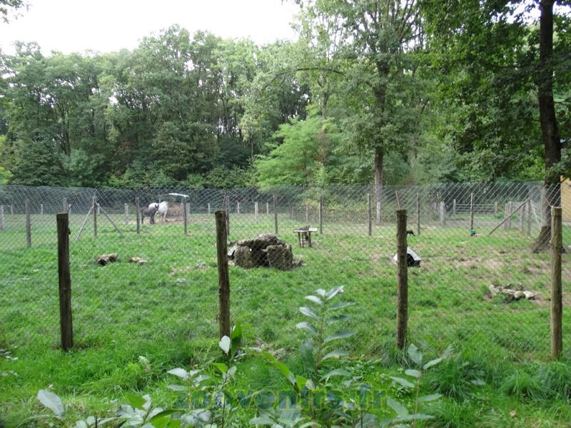 Renard polaire - 2015