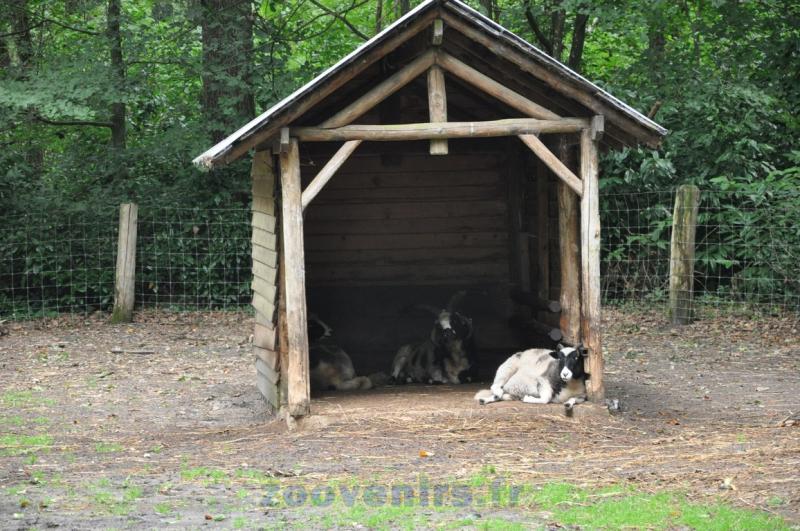 Mouton de Jacob - 2015