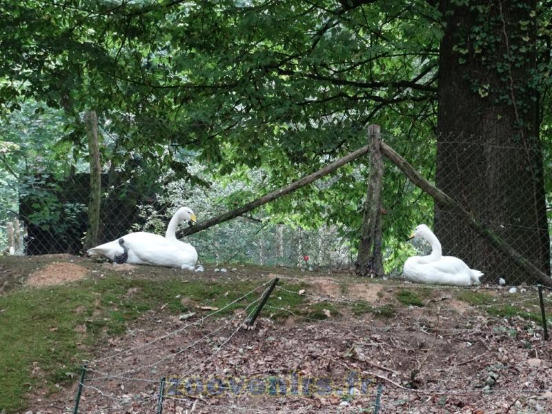 Cygne chanteur - 2015