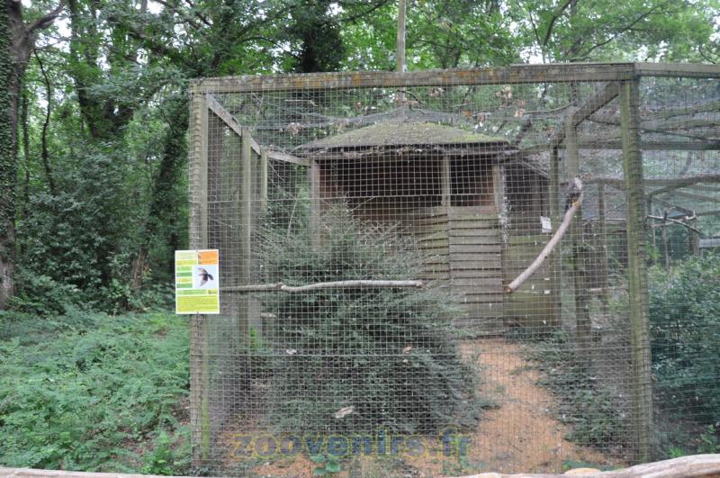 Faucon sacré - 2015